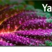 LCD(ЖК) телевизор Hiberg QLED 55Y
