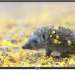 43" Телевизор Digma DM-LED43UBB35 LED, черный