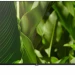 50" Телевизор BQ 50FSU01B, Ultra HD 4K, черный, SMART TV, Tizen OS, LED, 60 Гц