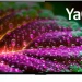 Телевизор YUNO ULX-50UTCS3234