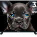 Телевизор TOPDEVICE TDTV32CS08H_BK SMART