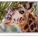 65" Телевизор Polarline 65PU51TC-SM 2018 LED, серебристый, Ultra HD, SMART TV, стереозвук